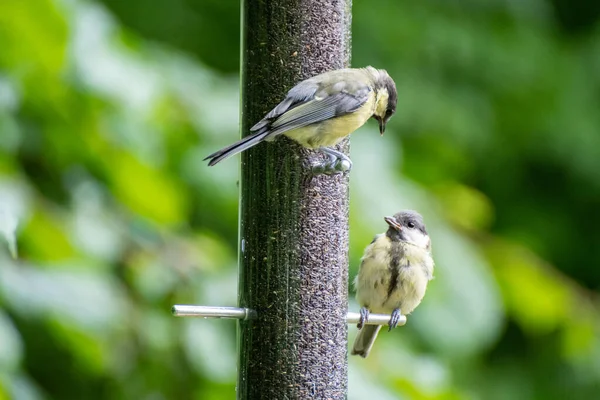 Great tit bird on a bird feeder outdoors in summer