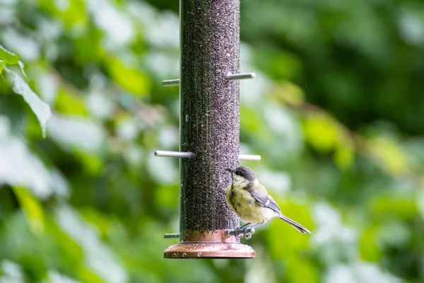 Great tit bird on a bird feeder outdoors in summer