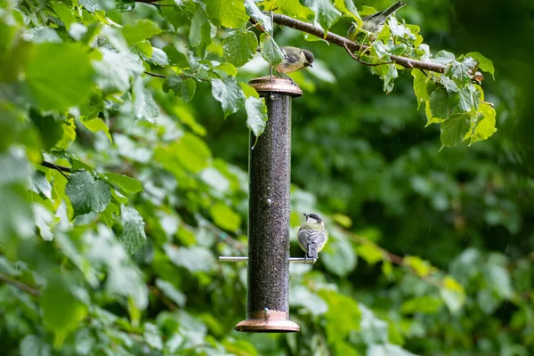 A great tit bird on a bird feeder outdoors in summer