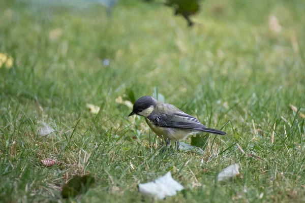 Great Tit Bird Ground Outdoors — Fotografie, imagine de stoc