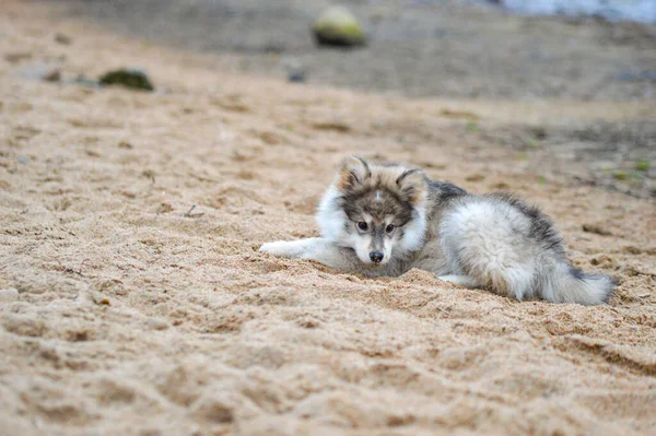 Portrait Young Finnish Lapphund Puppy Beach — Stockfoto