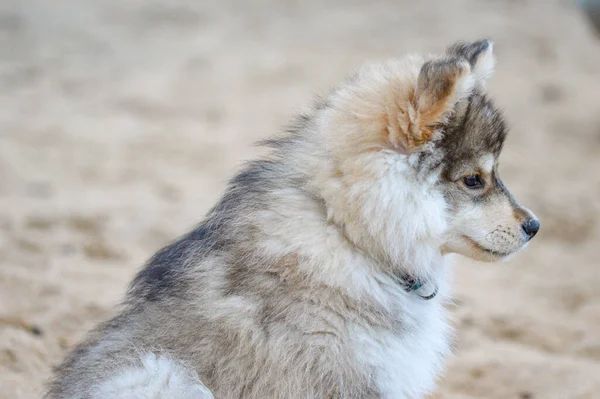 Portrait Young Finnish Lapphund Puppy Beach — Foto Stock