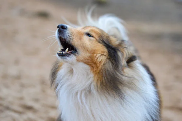 Portrait Sheltie Shetland Sheepdog Howling Barking Beach — Stockfoto