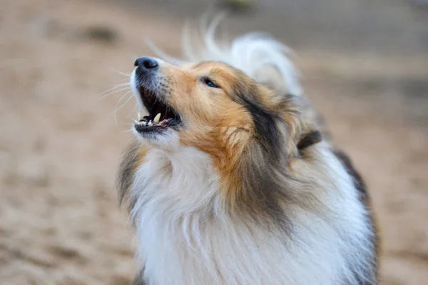 Portrait of a Sheltie or Shetland Sheepdog howling or barking on the beach