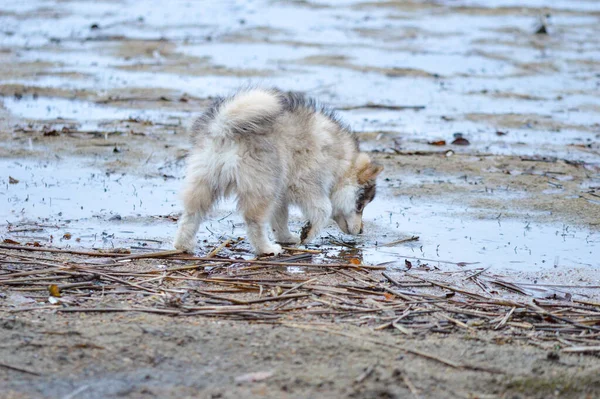 Portrait Young Finnish Lapphund Puppy Beach — Foto Stock