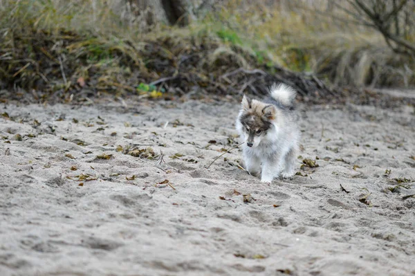 Portrait Young Finnish Lapphund Puppy Beach — Photo