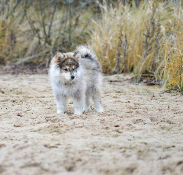 Portrait Young Finnish Lapphund Puppy Beach — 图库照片