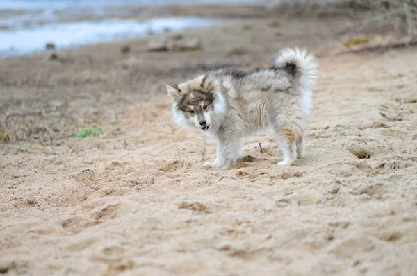 Portrait Young Finnish Lapphund Puppy Beach — Photo