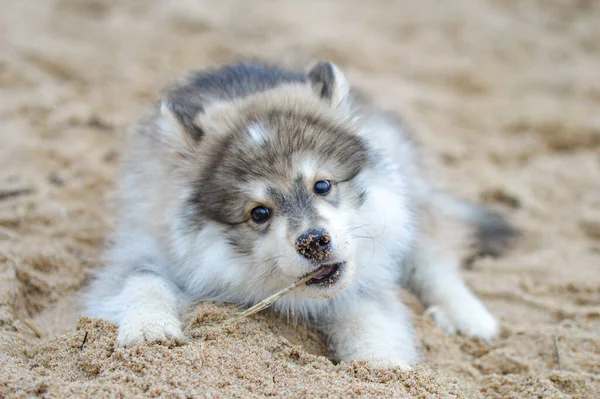 Portrait Young Finnish Lapphund Puppy Beach — Stockfoto
