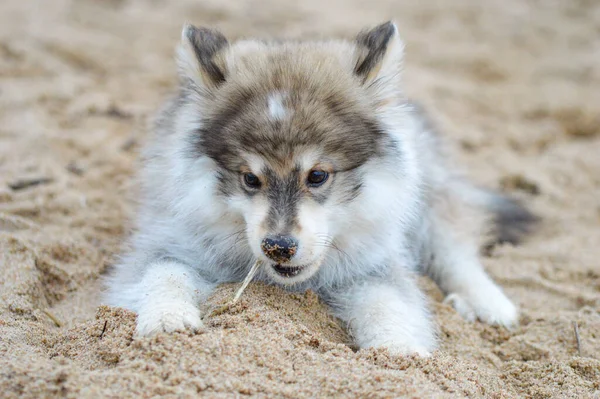 Portrait Young Finnish Lapphund Puppy Beach — Foto Stock