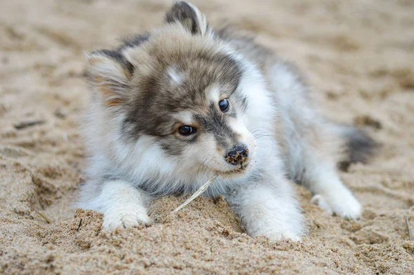 Portrait Young Finnish Lapphund Puppy Beach — Stock Fotó