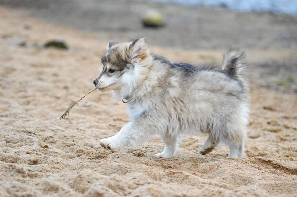 Portrait Young Finnish Lapphund Puppy Beach — 图库照片