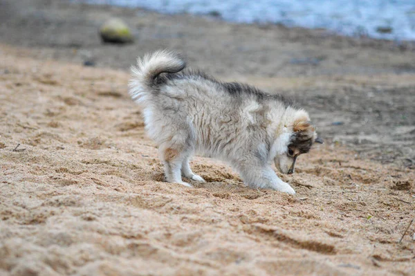 Portrait Young Finnish Lapphund Puppy Beach —  Fotos de Stock