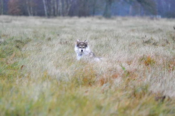 Portrait Young Finnish Lapphund Puppy Grass Field — Photo