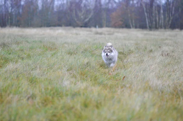 Portrait Young Finnish Lapphund Puppy Grass Field — Stok Foto