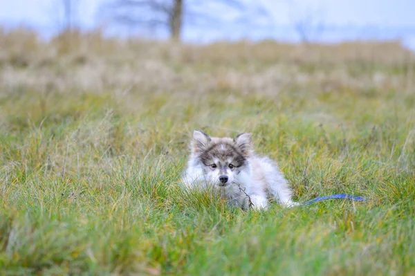 Portrait Young Finnish Lapphund Puppy Grass Field — Foto Stock