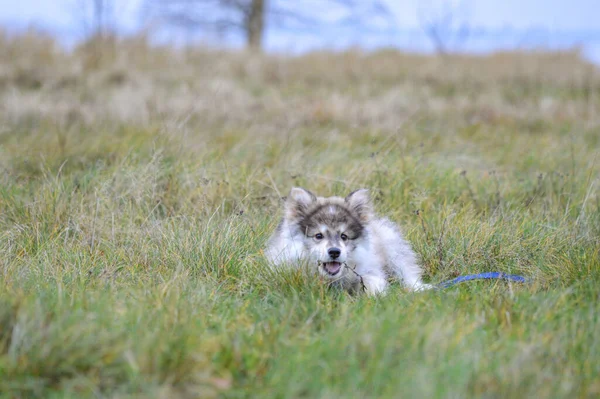 Portrait Young Finnish Lapphund Puppy Grass Field — Stockfoto