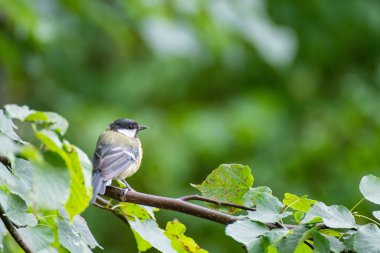 A bird sitting on a branch of a tree in summer