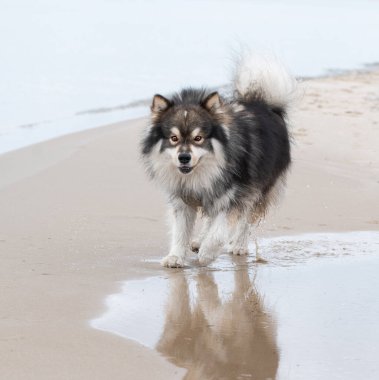 Portrait of a young Finnish Lapphund dog on the beach