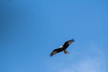 Black kite or big carnivore bird in the blue sky
