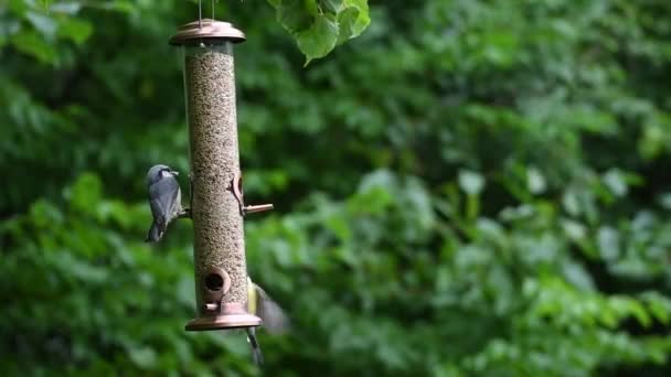 在花园或后院的饲养场吃鸟食的鸟的视频 — 图库视频影像