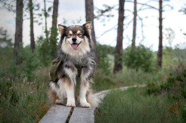 Portrait of a young Finnish Lapphund dog wearing a backpack on an adventure and hike