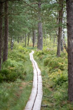 Landscape photo of a path in the forest or woods during summer season