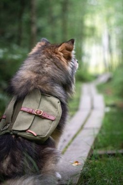 Portrait of a young Finnish Lapphund dog with backpack looking forward on a hike