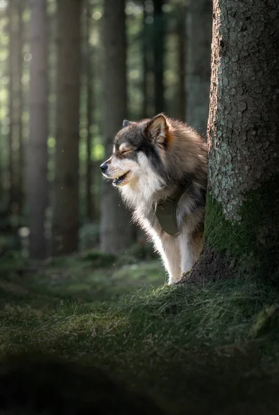 Portrait Young Finnish Lapphund Dog Tree Forest Woods — Stockfoto