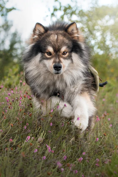 Portrait Young Finnish Lapphund Dog Running Leaping Camera —  Fotos de Stock