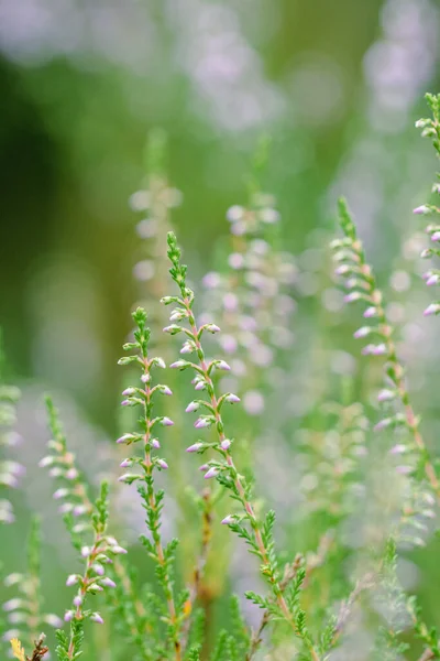 Closeup Macro Plant Flower Nature Summer Season — Stockfoto