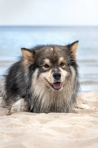 Portrait Young Finnish Lapphund Dog Beach Full Sand Face — Foto Stock