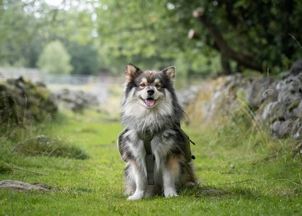 Portrait Young Finnish Lapphund Dog Wearing Backpack Sitting Green Grass — 图库照片