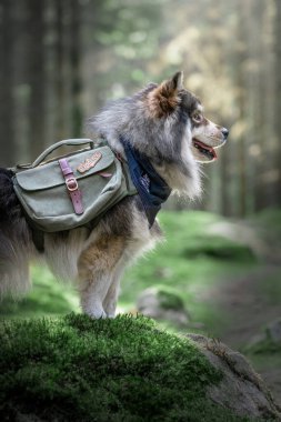 Portrait of a young Finnish Lapphund dog wearing adventure backpack and bandana