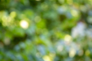 Background photo of unfocused and blurry trees, bokeh texture