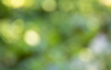 Background photo of unfocused and blurry trees, bokeh texture