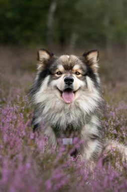 Portrait of a young and happy Finnish Lapphund dog among flowers