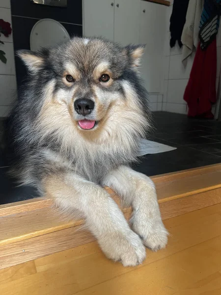 Portrait Young Finnish Lapphund Dog Lying Indoors — 图库照片