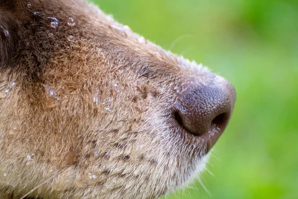 Closeup or macro of a wet nose of a Finnish Lapphund dog and puppy