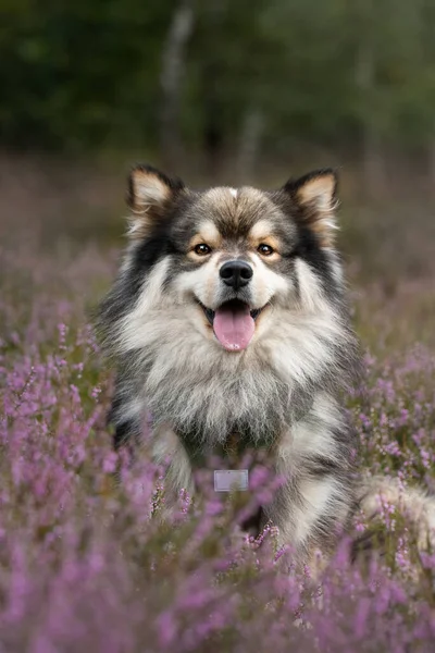 Portrait Young Happy Finnish Lapphund Dog Flowers — 스톡 사진