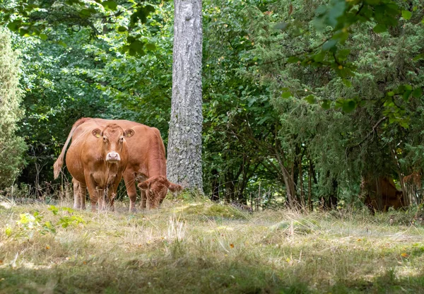 Vacas Ganado Pastizal Temporada Verano — Foto de Stock