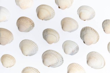 Beyaz zemin üzerinde birçok deniz kabuğu