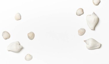 Beyaz zemin üzerinde birçok deniz kabuğu