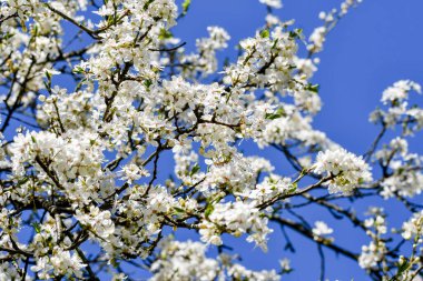 Bahar mevsiminde bir ağacın beyaz çiçekleri.