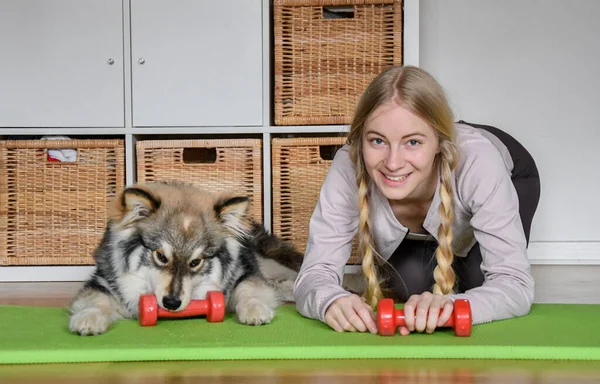 Блондинка Девушка Работающая Дома Своей Финской Собакой Лапландией — стоковое фото