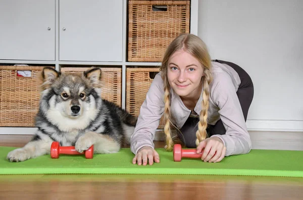 ブロンド女性または女の子Workoutで彼女のアパートで彼女のフィンランドのラップランド犬 — ストック写真