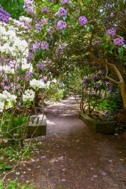 Çiçeklerin arasındaki patika çalılar Yaz mevsiminde ağaçlar