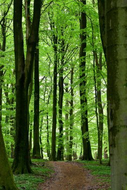 Yaz mevsiminde yeşil ağaçların tam kare fotoğrafı