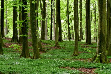 Yaz mevsiminde orman ya da ormanın manzara fotoğrafı