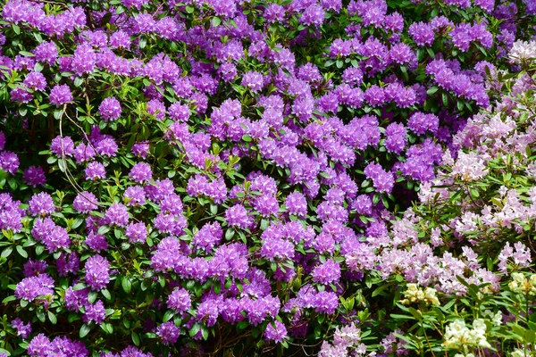 Lila Blommor Naturen Sommarsäsongen — Stockfoto